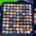【5PCS】Alashan Agate  flowers charms （als-p04）