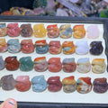【5PCS】Alashan Agate dolphin